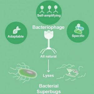 Les phages sont-ils notre meilleur espoir contre les bactéries résistantes aux antibiotiques ? 