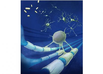 L'espoir d'une « thérapie au sucre simple pour réparer la myéline » dans la sclérose en plaques (Visuel NIH) 