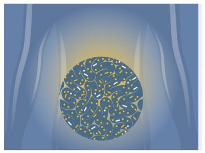 Les « bonnes » bactéries de cette formulation liquide atteignent et colonisent l'intestin avec succès, modifient de manière bénéfique la flore intestinale et la réponse immunitaire. 