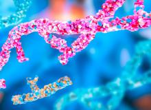 Des gènes et des voies moléculaires en commun influencent la calcification artérielle et la densité osseuse (Visuel Adobe Stock 1041264544) Des gènes et des voies moléculaires en commun influencent la calcification artérielle et la densité osseuse (Visuel Adobe Stock 1041264544)