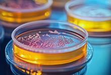 C'est la découverte de microbes intestinaux qui libèrent des acides biliaires anticancéreux permettant de bloquer les signaux hormonaux du cancer (Visuel Adobe Stock 1115430229)