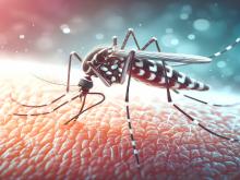 L'étude explique comment et pourquoi l’infection par le virus Zika pendant la grossesse peut entraîner des troubles neurologiques, des anomalies fœtales et la mort du fœtus (Visuel Adobe Stock 1178711352)