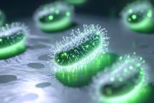 Une batterie soluble à base de probiotiques (Visuel Adobe Stock 1312697978)