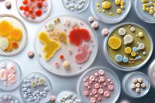 Certaines bactéries intestinales pourraient réduire significativement l'efficacité de certains médicaments (Visuel Adobe Stock 1372624149)