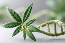 Cette vaste étude génétique établit un lien entre la consommation de cannabis et la santé psychiatrique, cognitive et physique (Visuel Adobe Stock 1465140508) Cette vaste étude génétique établit un lien entre la consommation de cannabis et la santé psychiatrique, cognitive et physique (Visuel Adobe Stock 1465140508)