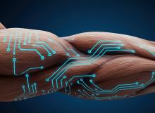 L’étude documente le développement de systèmes dans lesquels des faisceaux musculaires artificiels, différenciés à partir de cellules souches embryonnaires pluripotentes induites (iPSC) ou de myoblastes, sont intégrés à des structures robotiques souples (Visuel Adobe Stock 1619335878) L’étude documente le développement de systèmes dans lesquels des faisceaux musculaires artificiels, différenciés à partir de cellules souches embryonnaires pluripotentes induites (iPSC) ou de myoblastes, sont intégrés à des structures robotiques souples (Visuel Adobe Stock 1619335878)
