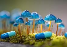 La psilocybine cible des circuits cérébraux bien précis pour soulager la douleur chronique et la dépression (Visuel Adobe Stock 1776486398) La psilocybine cible des circuits cérébraux bien précis pour soulager la douleur chronique et la dépression (Visuel Adobe Stock 1776486398)