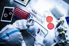 Le blocage de la « voie de contrôle des protéines » permet de ralentir la croissance du rhabdomyosarcome (Visuel Adobe Stock 373882691) Le blocage de la « voie de contrôle des protéines » permet de ralentir la croissance du rhabdomyosarcome (Visuel Adobe Stock 373882691)