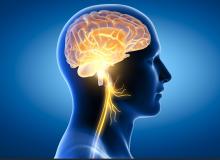 L'étude démontre que rétablir une bonne connexion entre le cœur et le nerf vague droit permet même de prévenir le vieillissement cardiaque (Visuel Adobe Stock 415847781) L'étude démontre que rétablir une bonne connexion entre le cœur et le nerf vague droit permet même de prévenir le vieillissement cardiaque (Visuel Adobe Stock 415847781)