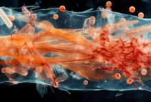 C’est précisément une meilleure santé endothéliale qui vient d’être décryptée et associée à une ménopause un peu plus tardive (Visuel Adobe Stock 767239931)