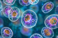 Une menace émergente et encore invisible pour la Santé publique mondiale, c’est ainsi que décrivent ces biologistes la menace croissante que représentent les amibes présentes dans l’eau et l’environnement (Visuel Adobe Stock 96051180). Une menace émergente et encore invisible pour la Santé publique mondiale, c’est ainsi que décrivent ces biologistes la menace croissante que représentent les amibes présentes dans l’eau et l’environnement (Visuel Adobe Stock 96051180).