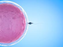Ces travaux, à la fois menés chez la souris et confirmés sur des spermatozoïdes humains, contribuent à expliquer la baisse de fertilité à la quarantaine (Visuel Fotolia 132294815) Ces travaux, à la fois menés chez la souris et confirmés sur des spermatozoïdes humains, contribuent à expliquer la baisse de fertilité à la quarantaine (Visuel Fotolia 132294815)