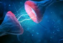 L'étude cherche à comprendre les mécanismes cellulaires par lesquels cette molécule, « CaAKG » améliore la plasticité synaptique, protège la mémoire et ralentit le vieillissement cérébral (Visuel Adobe Stock 287514101) L'étude cherche à comprendre les mécanismes cellulaires par lesquels cette molécule, « CaAKG » améliore la plasticité synaptique, protège la mémoire et ralentit le vieillissement cérébral (Visuel Adobe Stock 287514101)